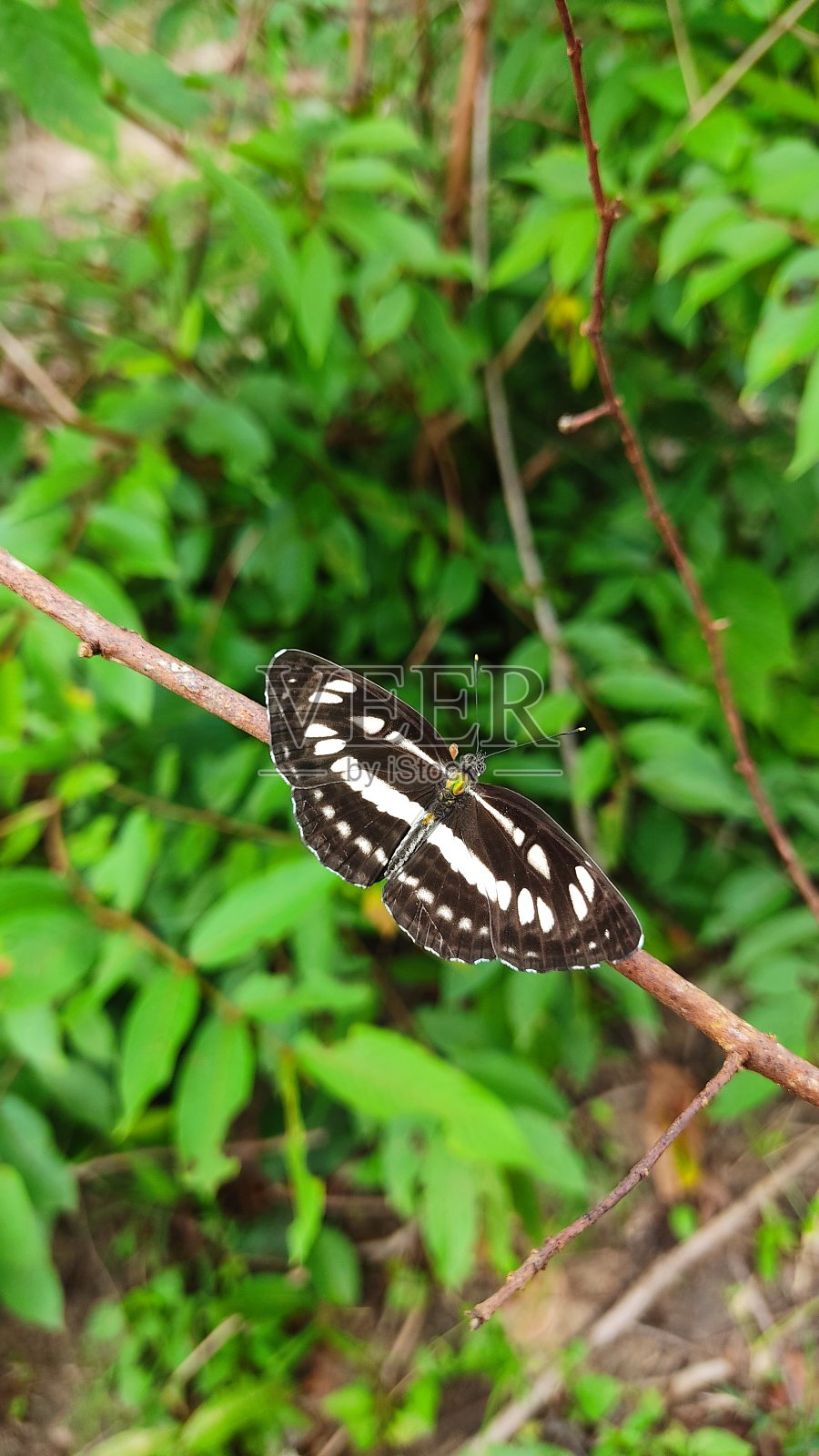 海神萨福，帕拉斯领航员，照片摄影图片