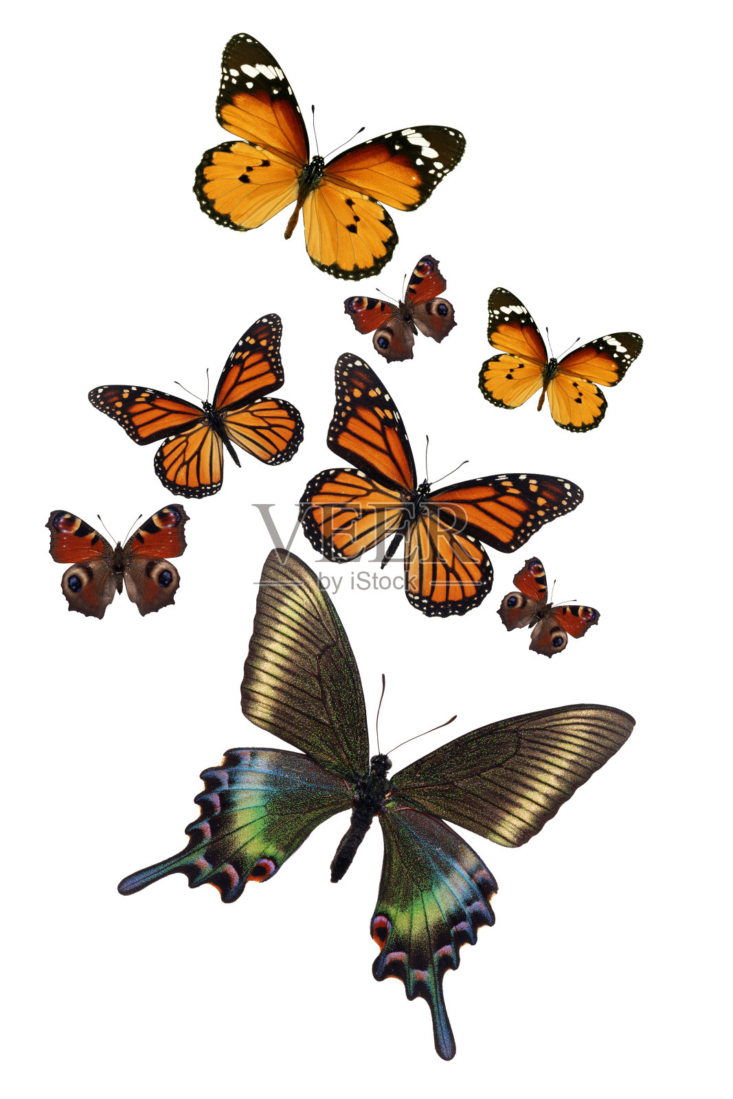 收集五彩缤纷的蝴蝶照片摄影图片