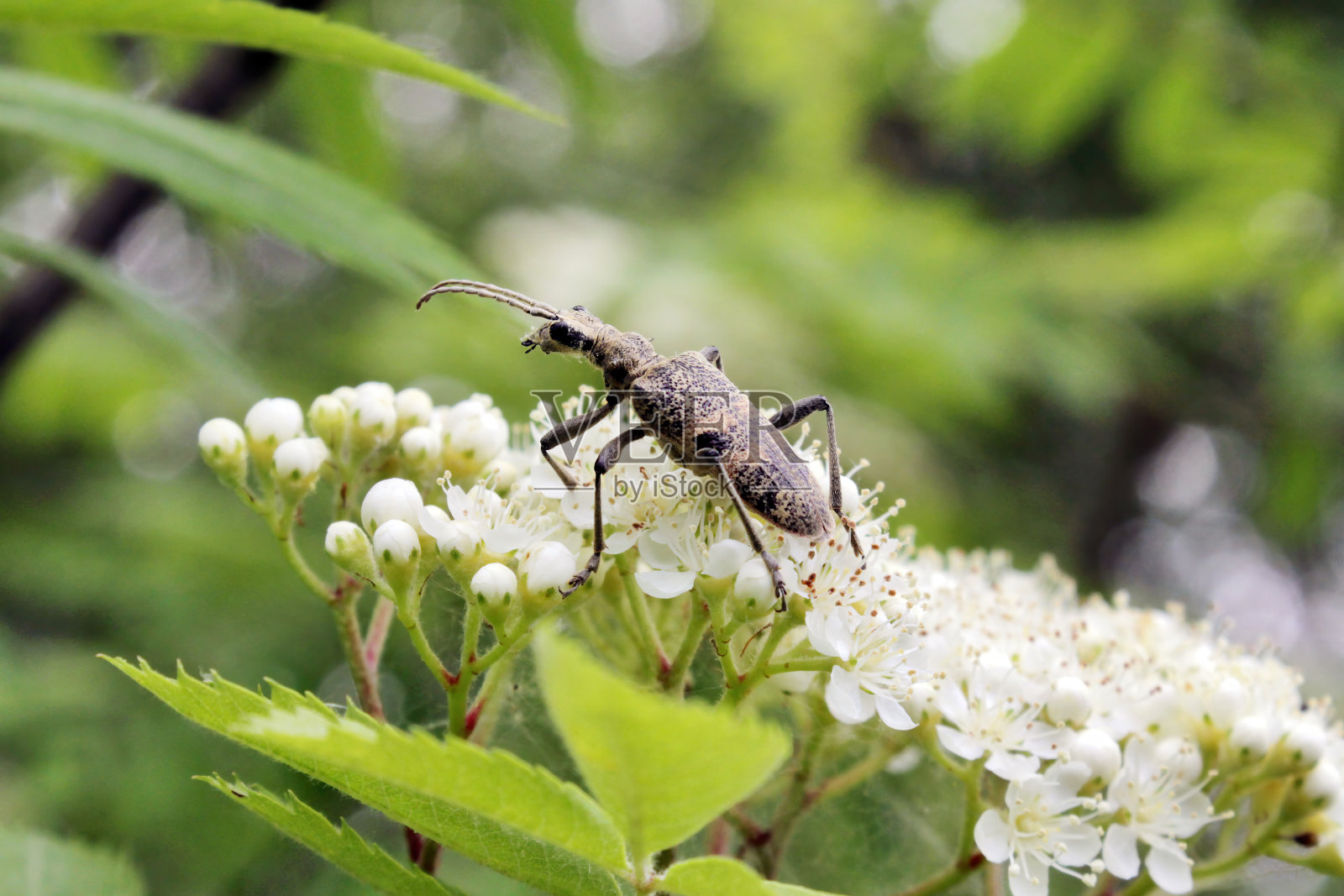 黑斑点长角甲虫照片摄影图片