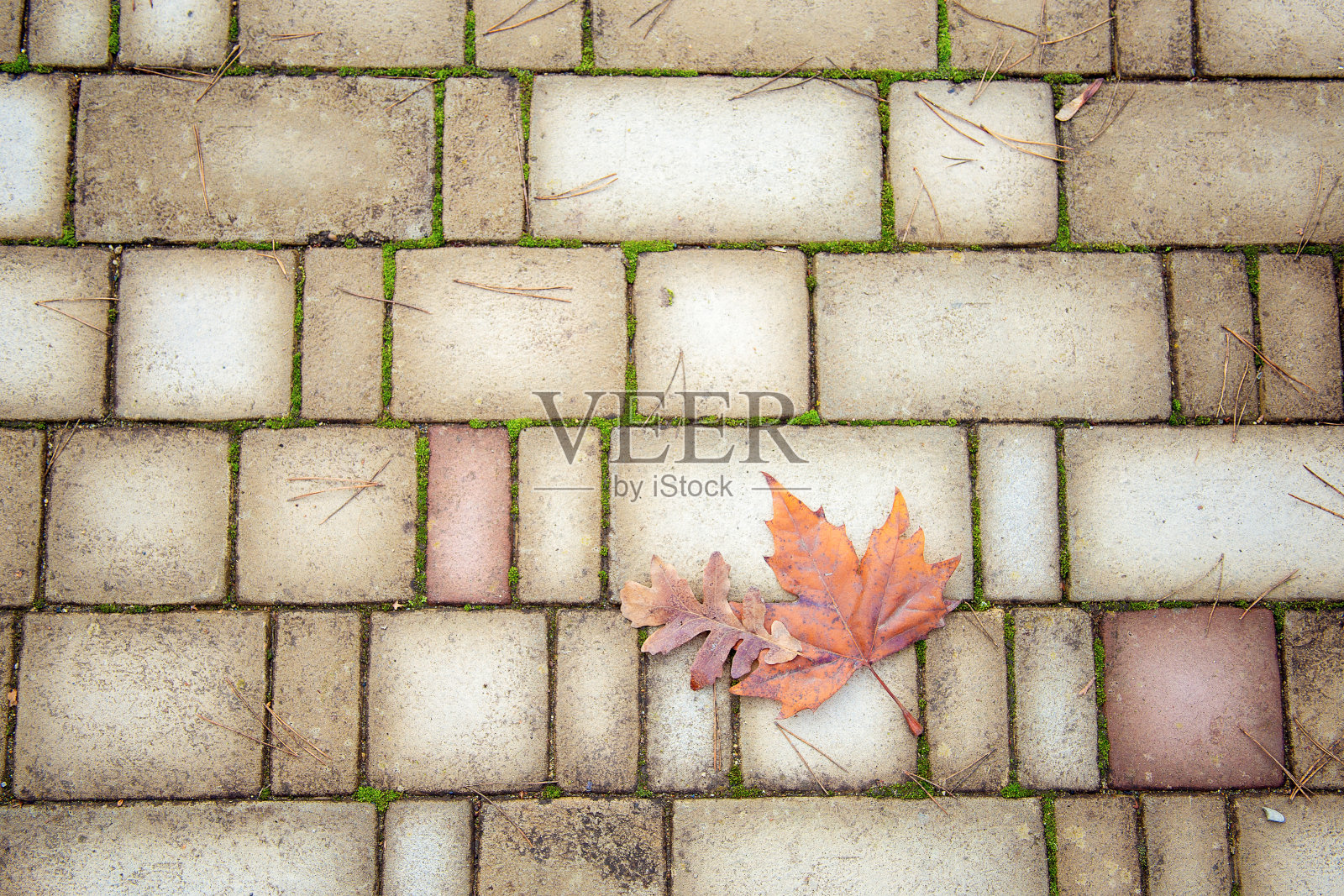 秋天的背景从铺路石。秋天抽象派用铺路石、松针和落叶照片摄影图片