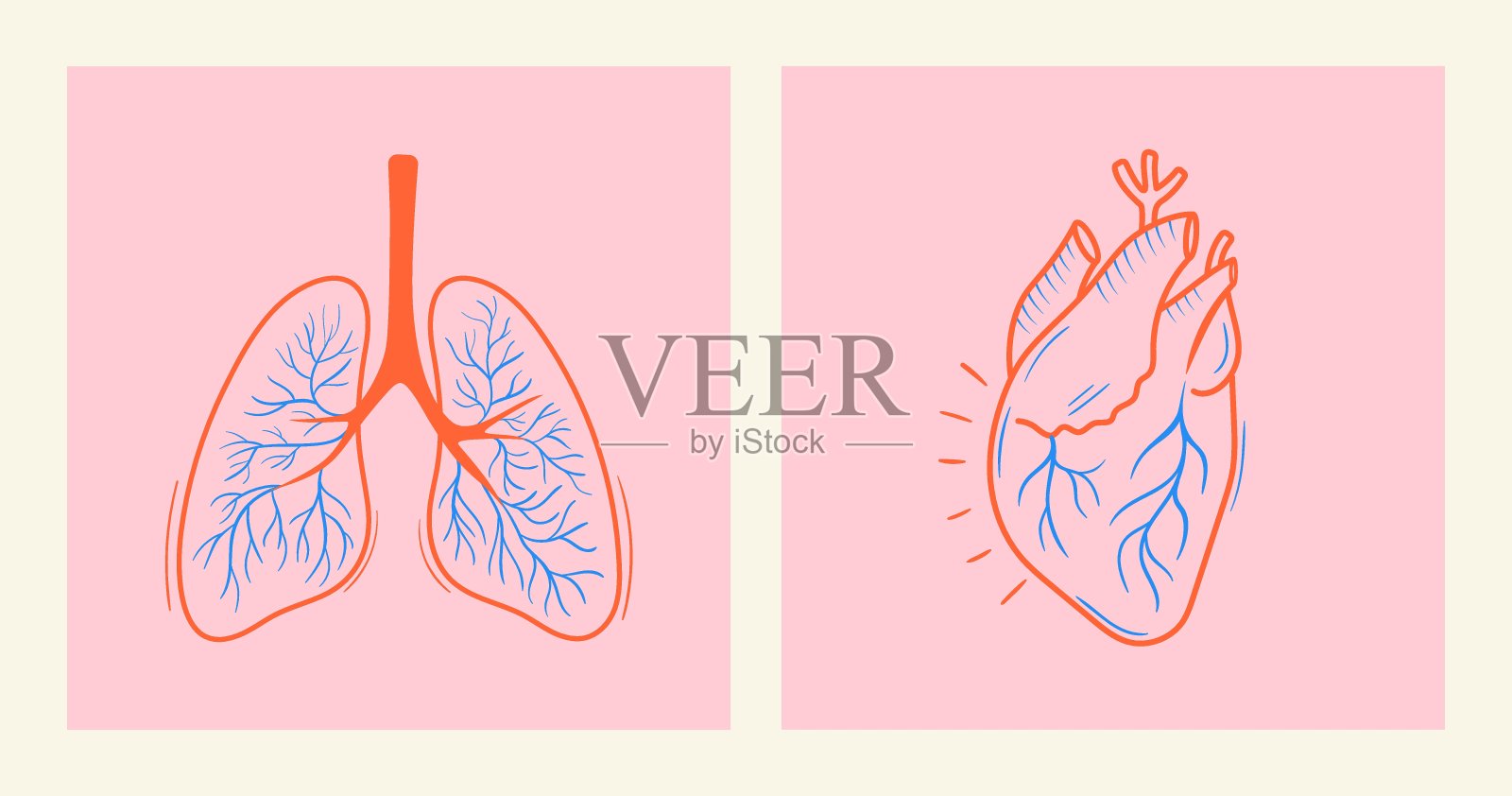 线条艺术的彩色剪影人类的心和肺插画图片素材
