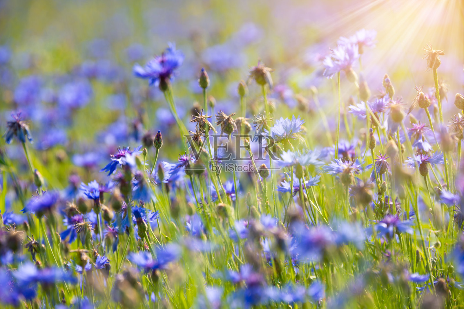 阳光照耀下的夏日田野里各种各样的野花照片摄影图片