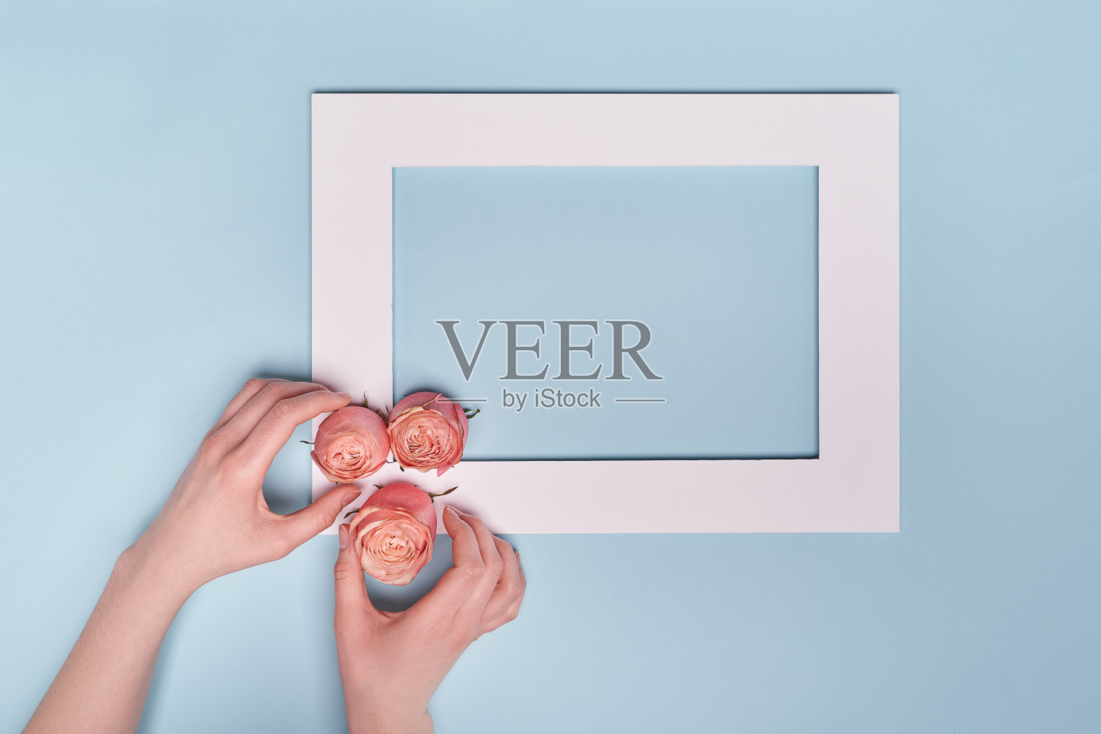 手牵手树粉红色的玫瑰花在白色的框架上在蓝色的背景照片摄影图片