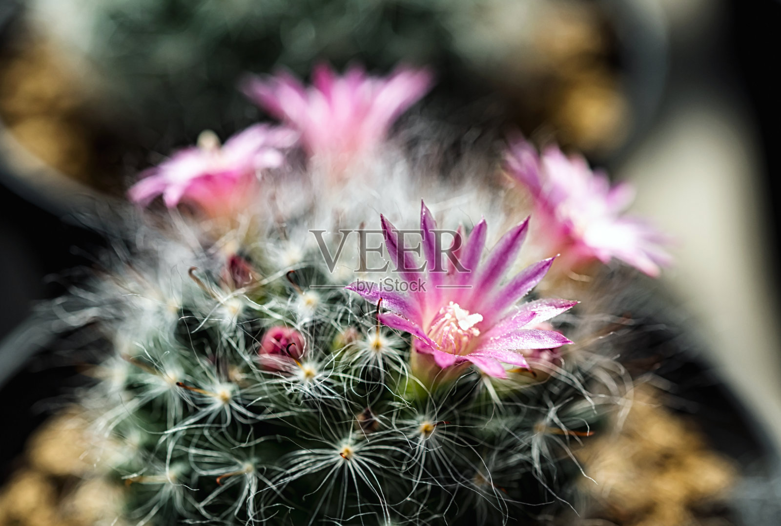 盛开在花园里的粉红色仙人掌花照片摄影图片