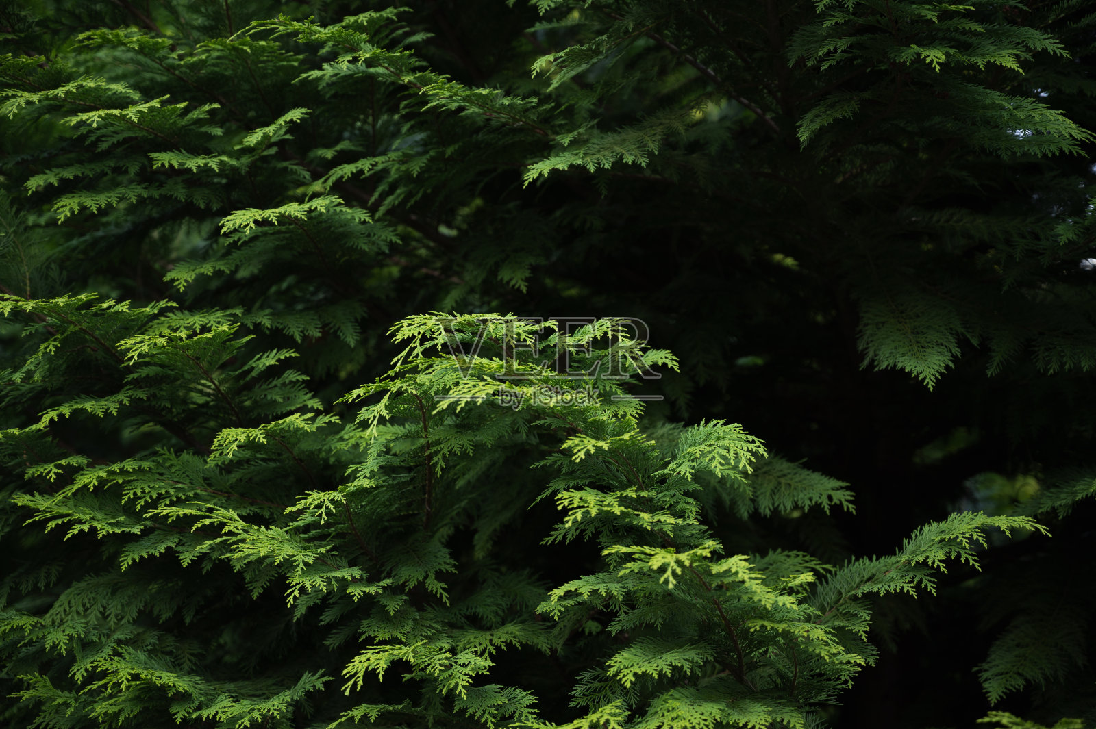 春天有新鲜枝条的冷杉树枝。在春天的森林里，幼小的冷杉在树枝上发芽照片摄影图片