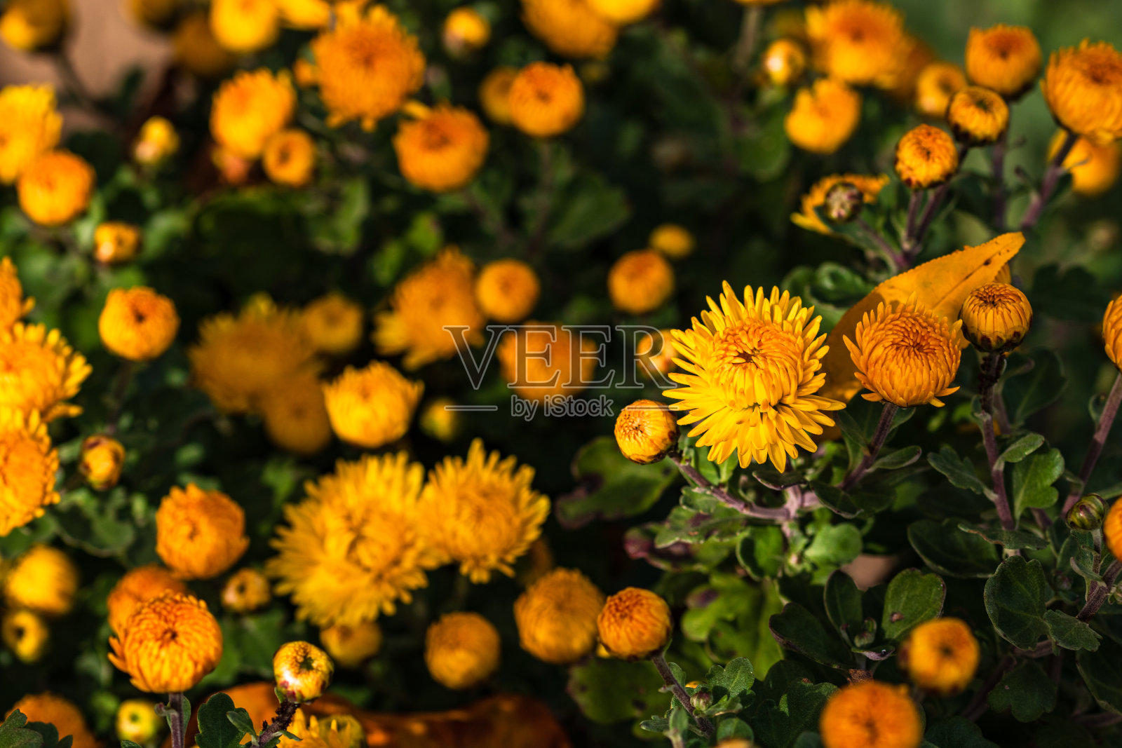 选择重点花卉背景壁纸与菊花花，五颜六色的秋天菊花照片摄影图片