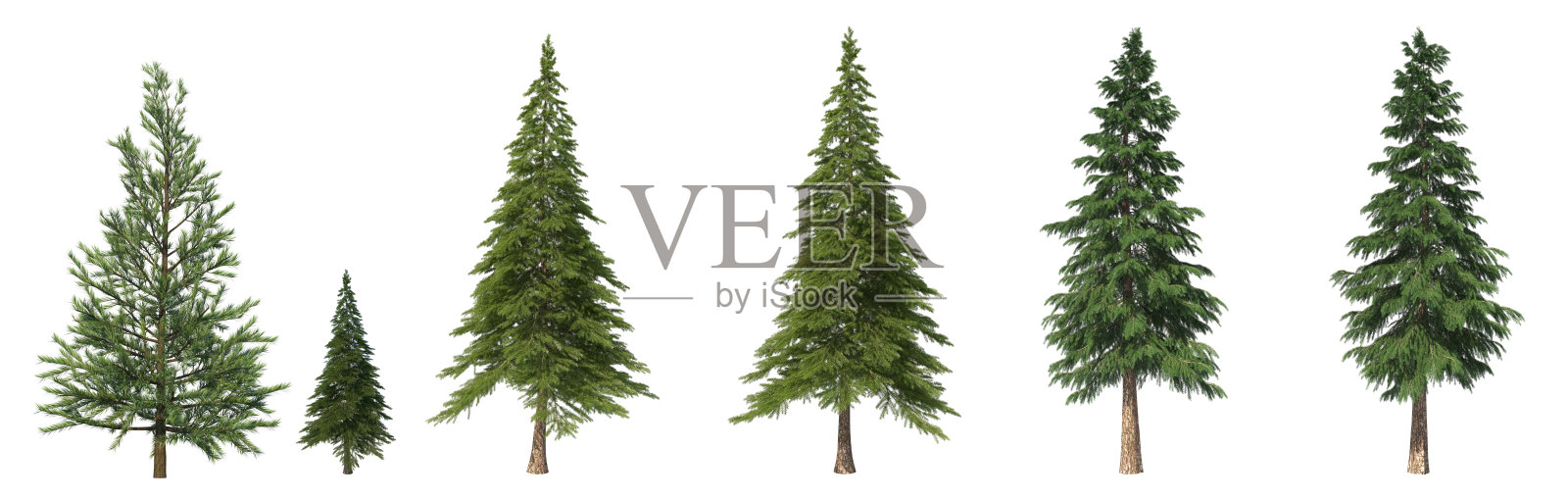 孤立背景上的针叶树。云杉。照片摄影图片