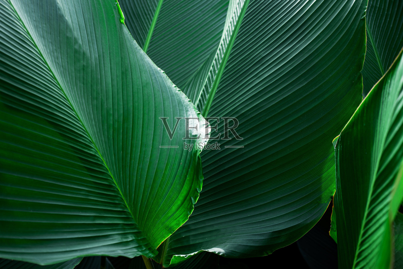 特写热带树叶背景的自然景观照片摄影图片