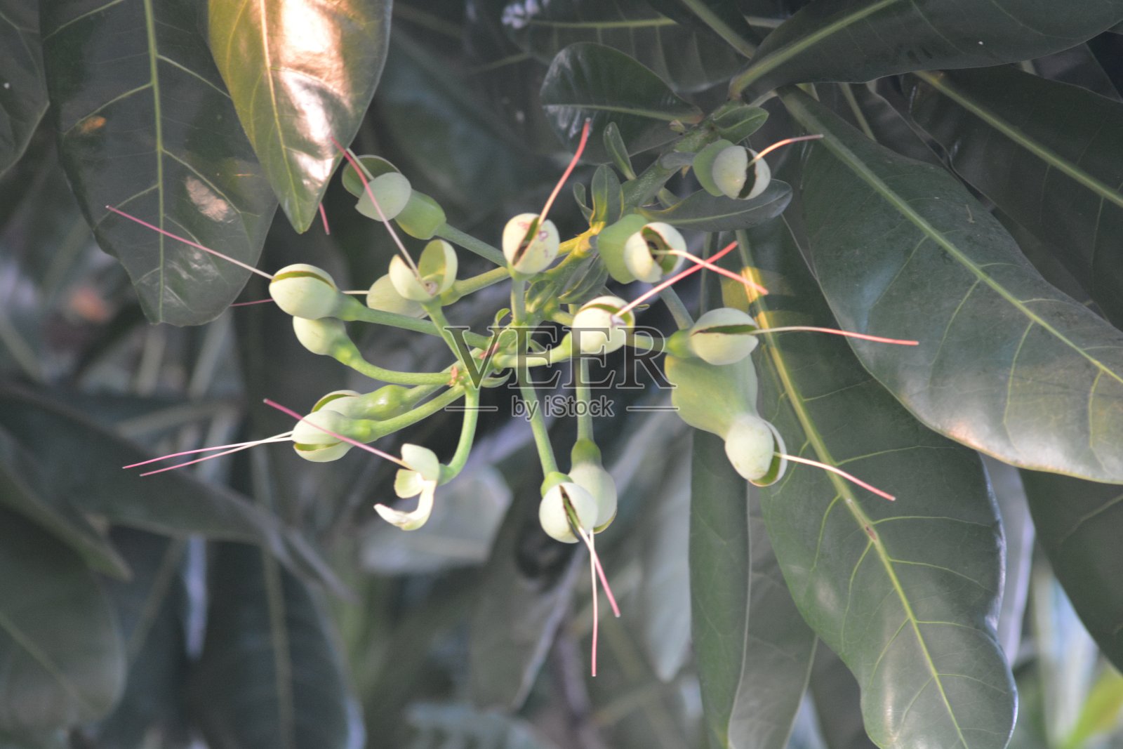 亚洲Barringtonia照片摄影图片