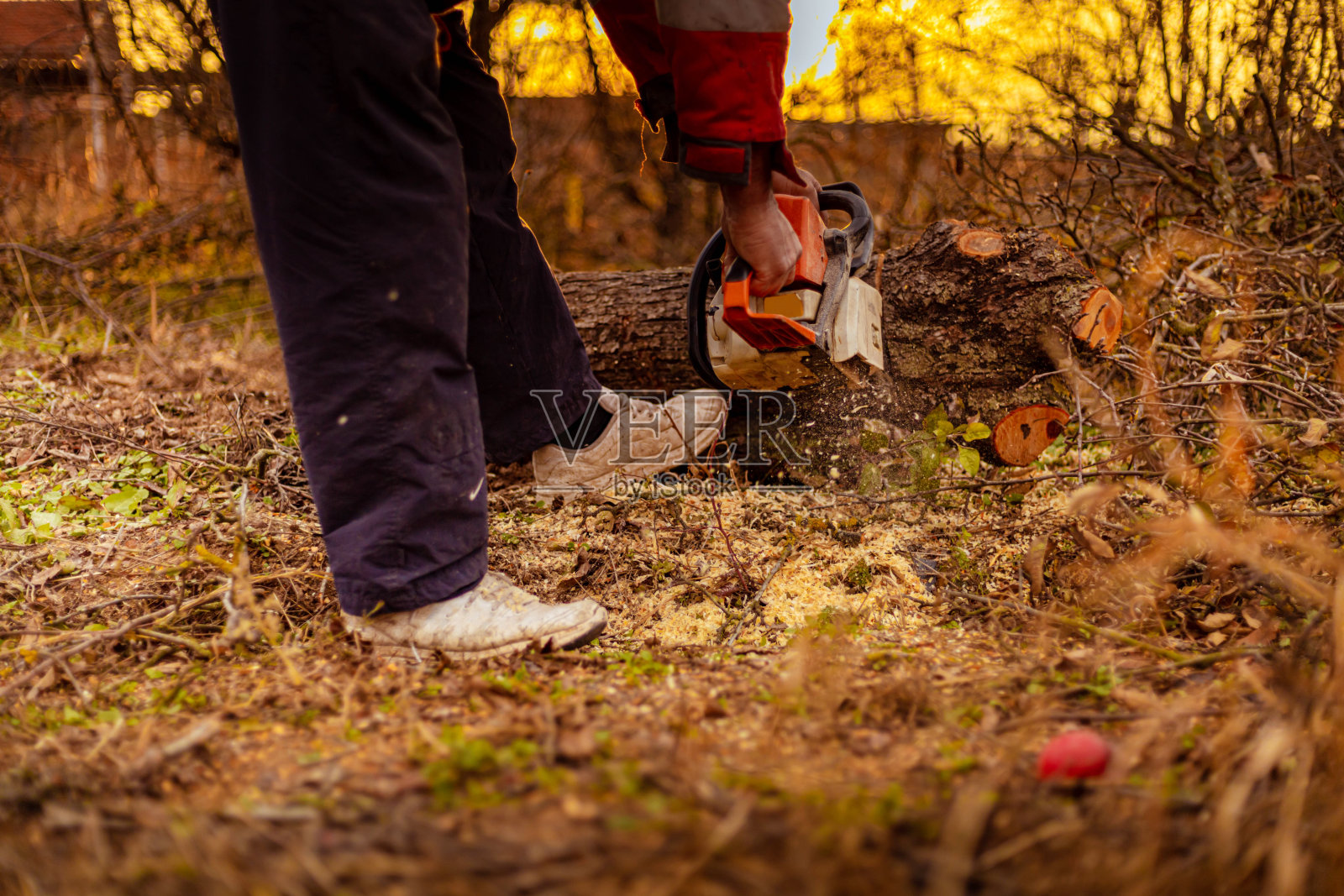 一个不认识的人用电锯在砍树干照片摄影图片