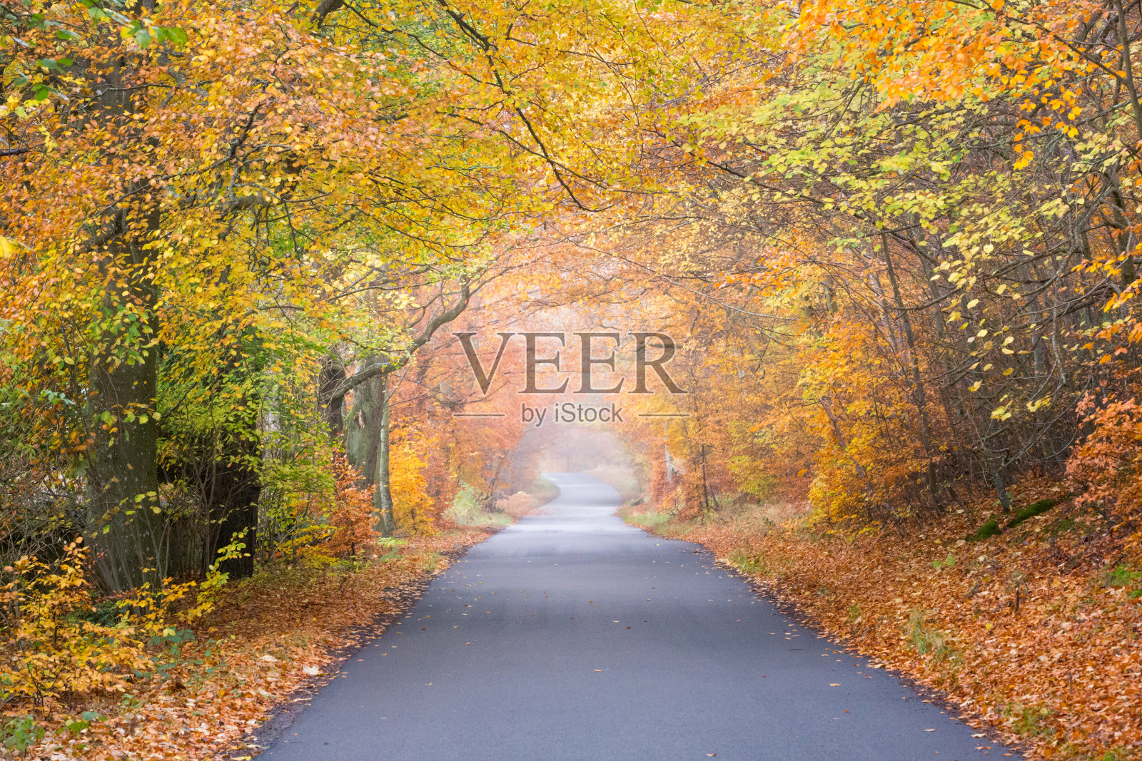 在秋天穿过树木隧道的乡村道路照片摄影图片