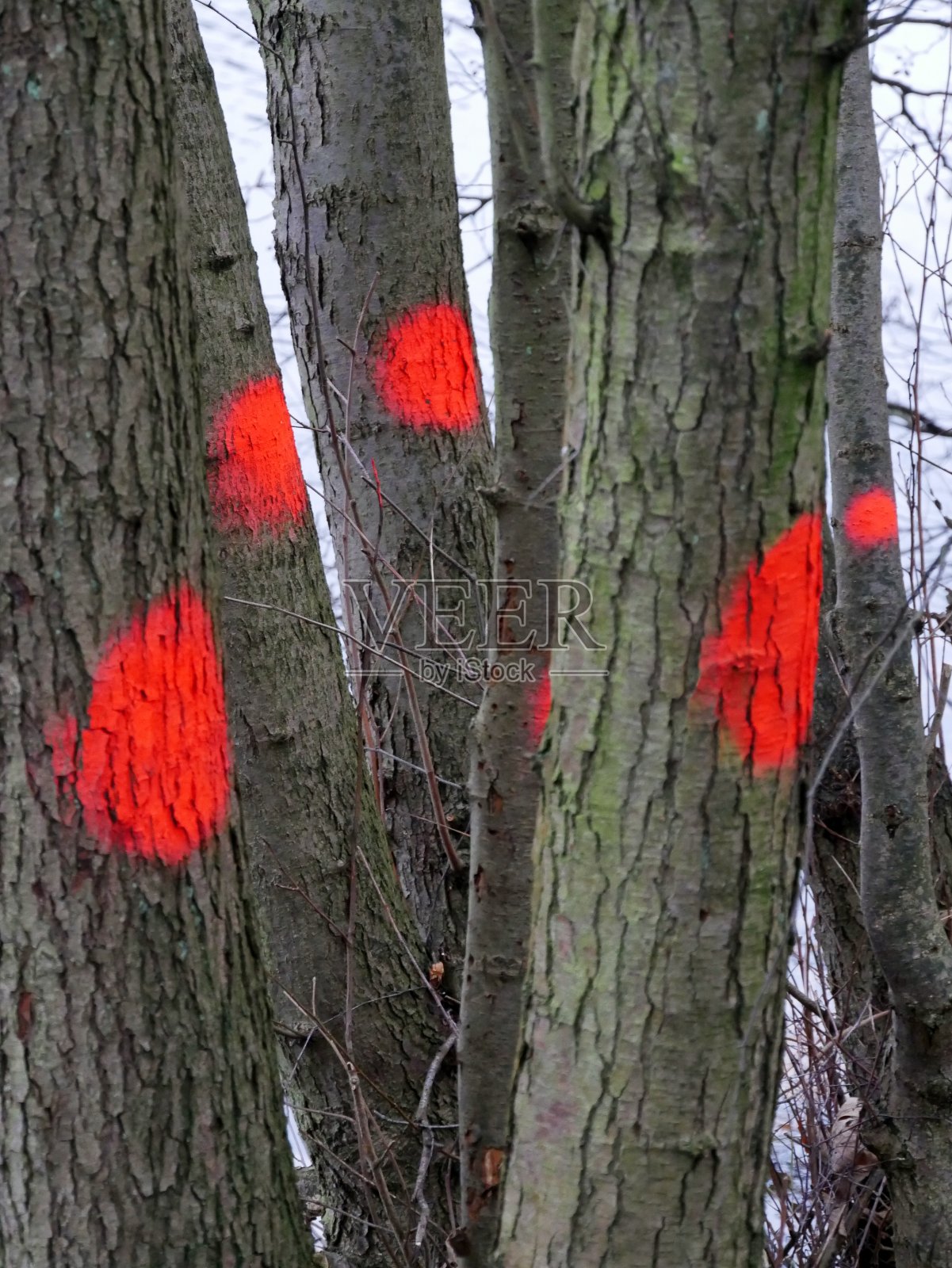 树干上的红点照片摄影图片