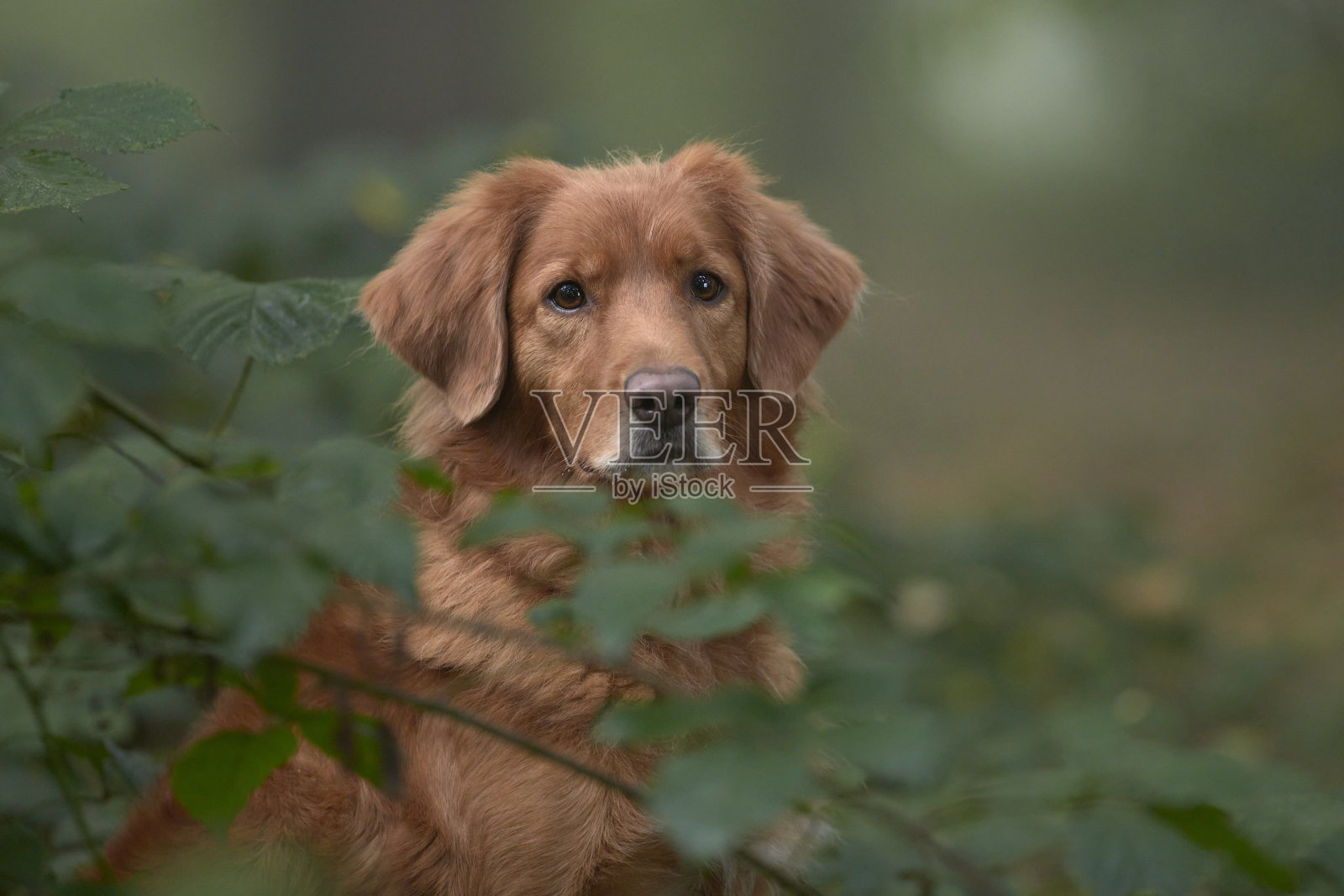 新斯科舍鸭鸣寻回犬照片摄影图片