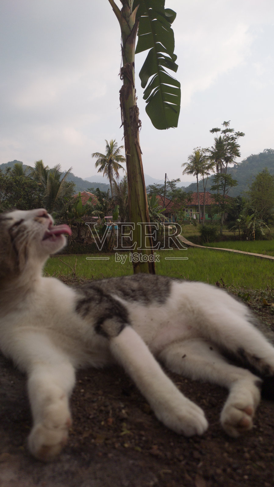 一只猫照片摄影图片