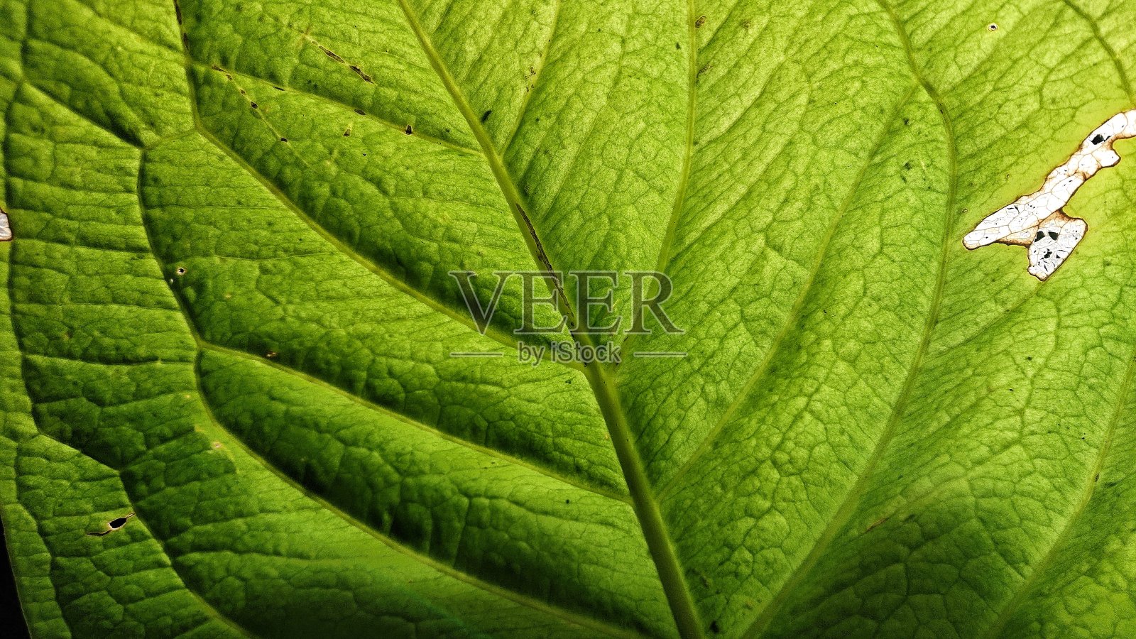 叶表面照片摄影图片