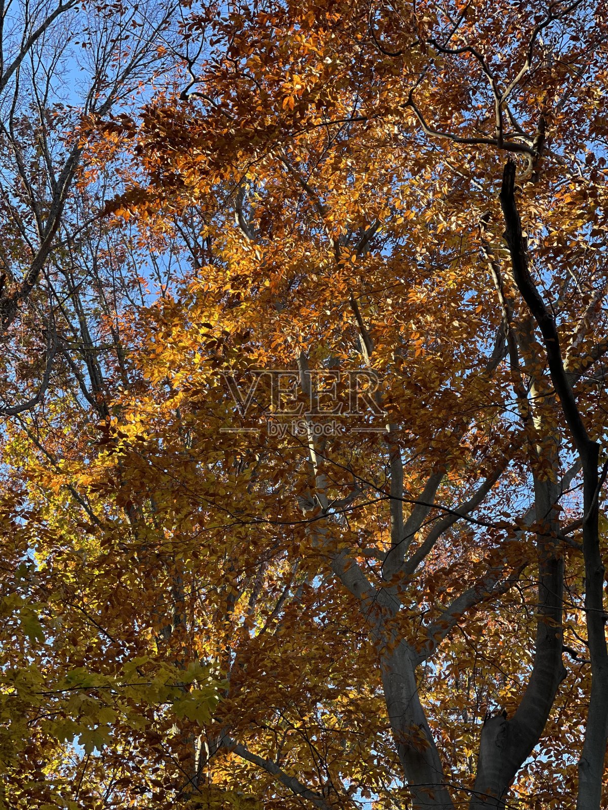 的顶照片摄影图片