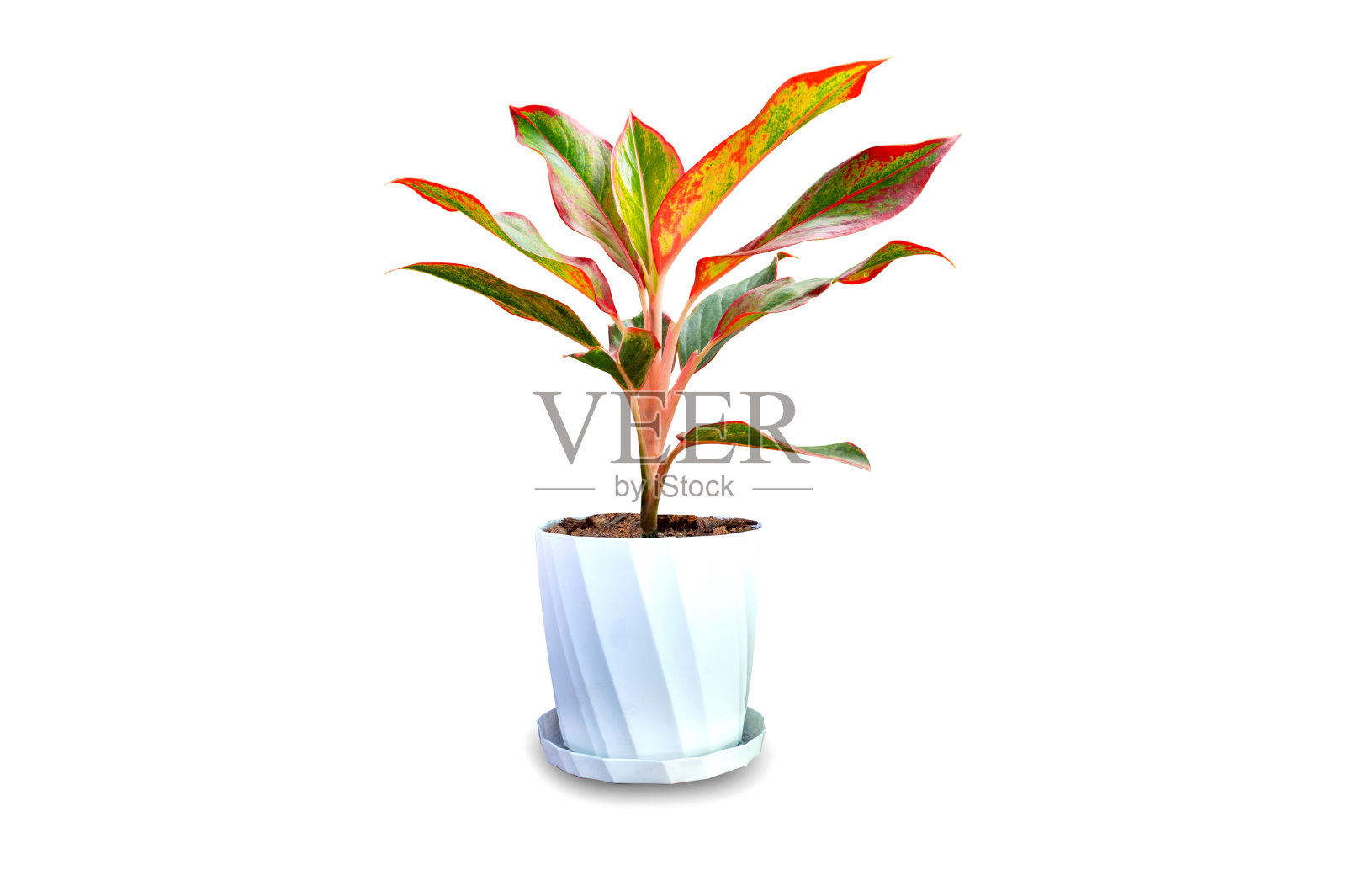 绿色的房子巴豆叶在花盆孤立在白色的背景。空气净化的树。照片摄影图片