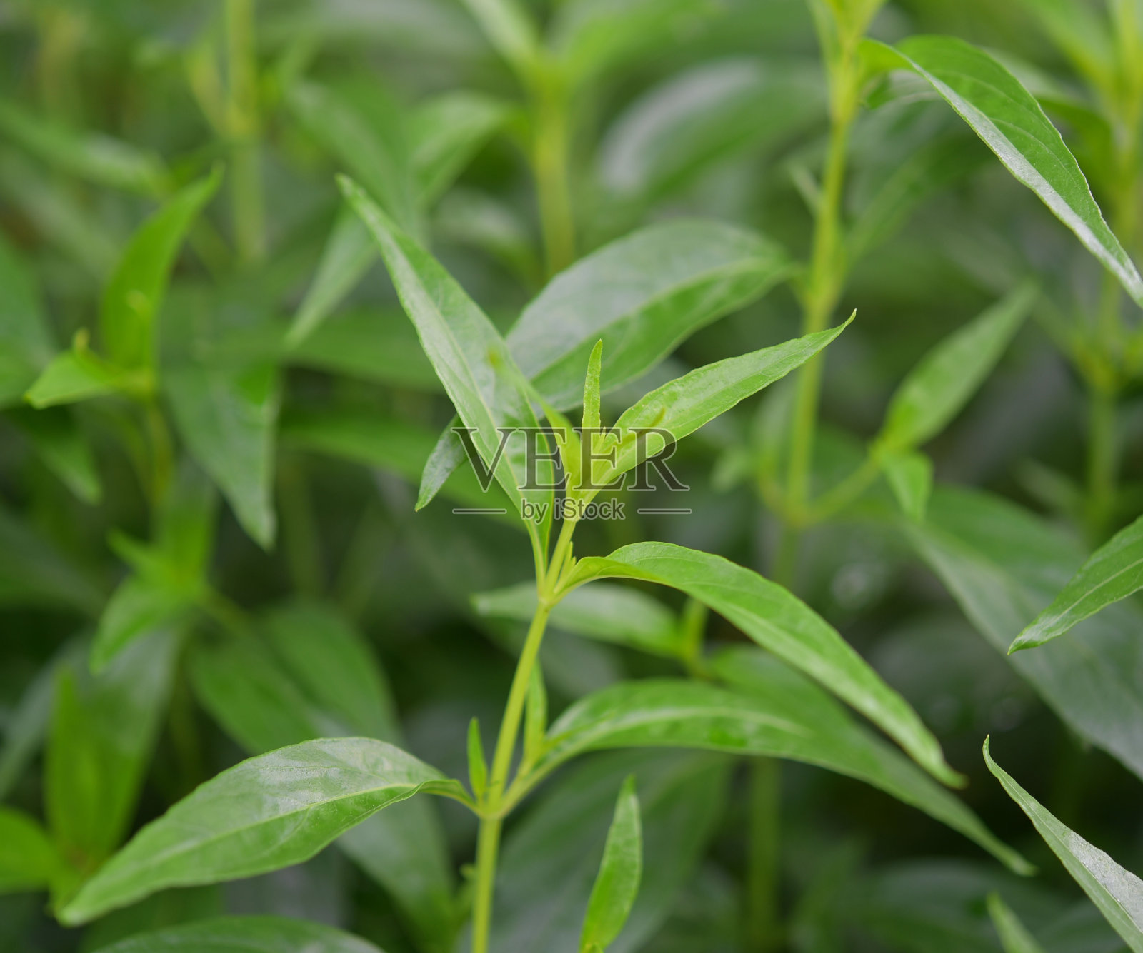 白底穿心莲属植物照片摄影图片