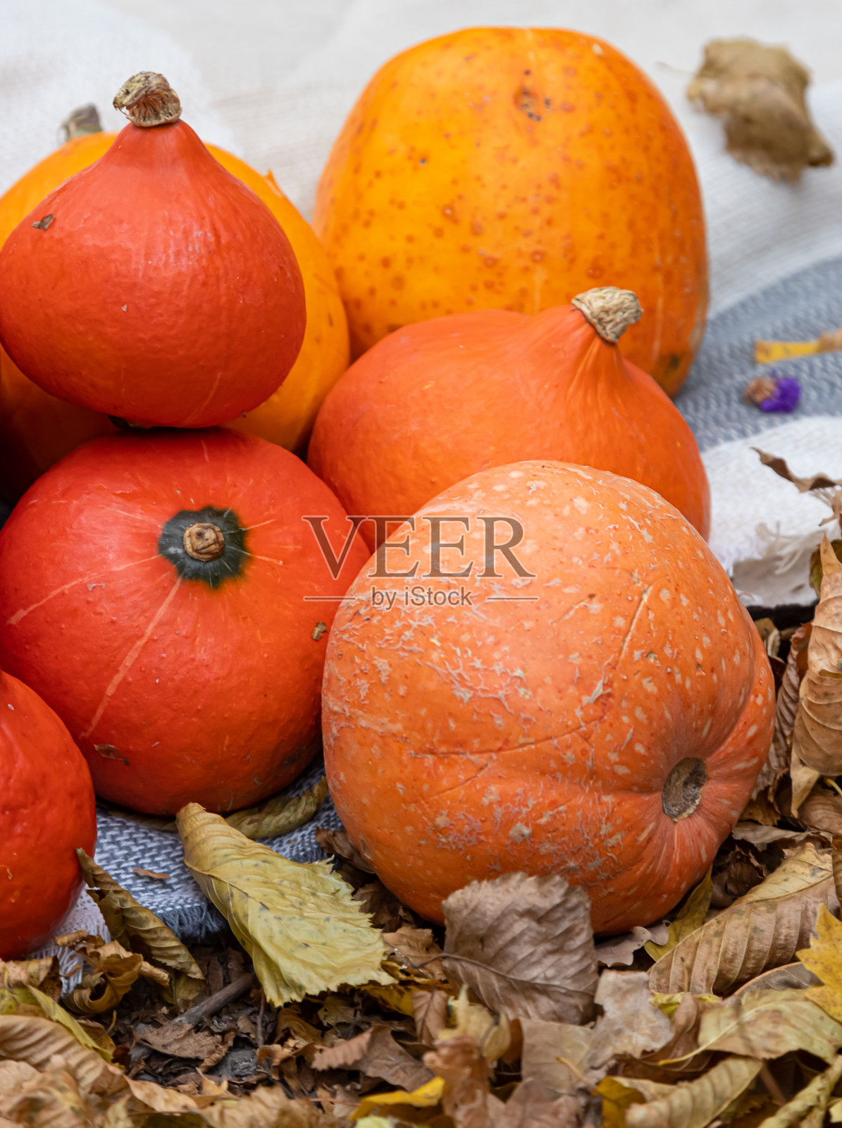 秋叶里的南瓜。橙色的心情在秋天的背景，俯视图照片摄影图片