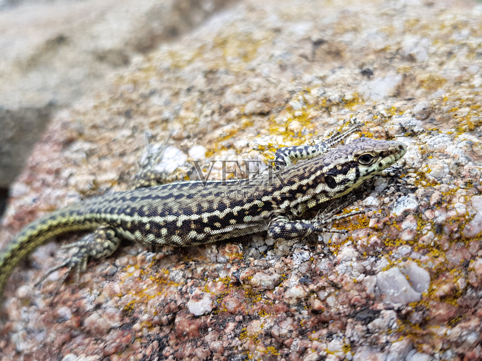 坐在石头上的意大利壁虎照片摄影图片
