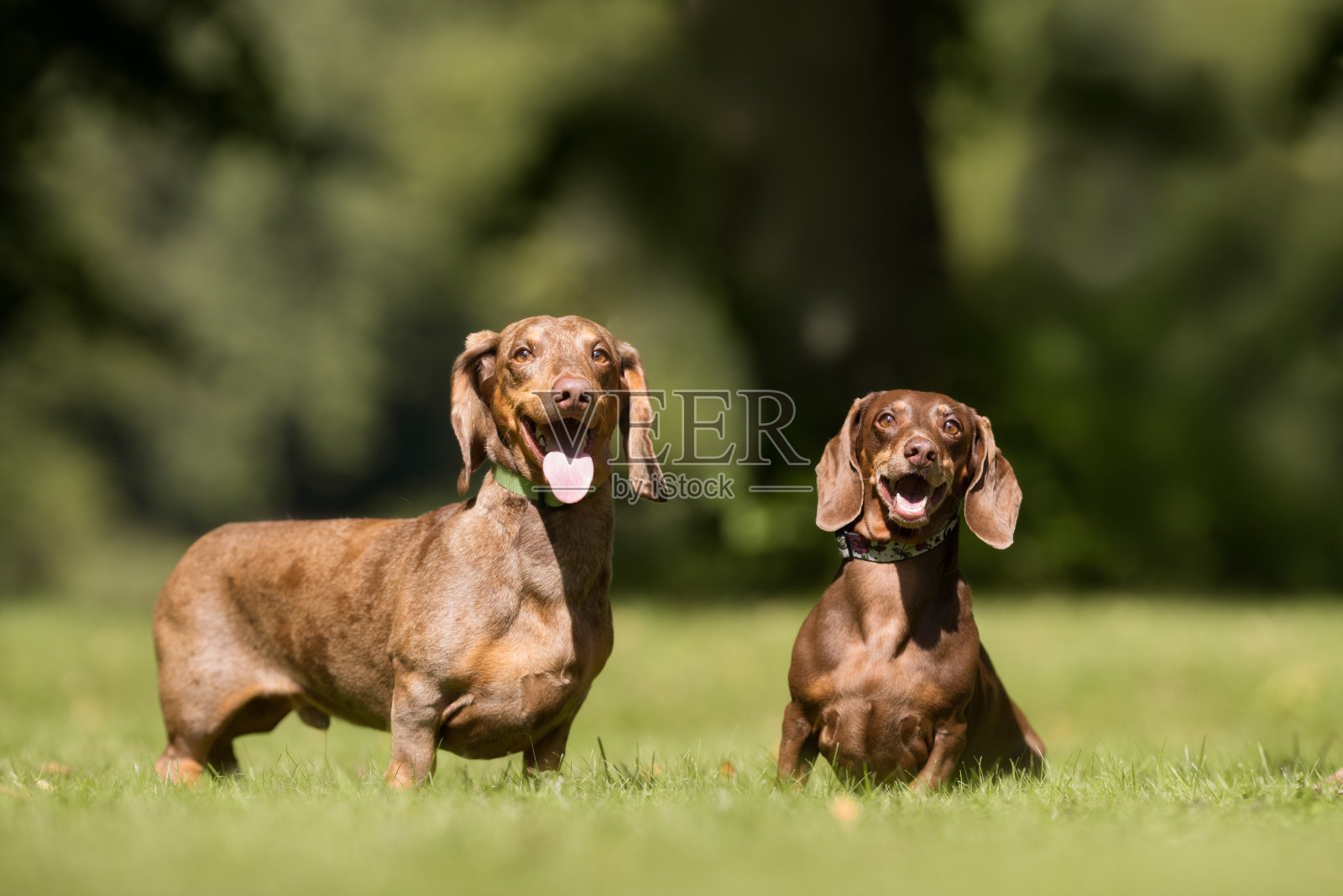 漂亮的狗照片摄影图片