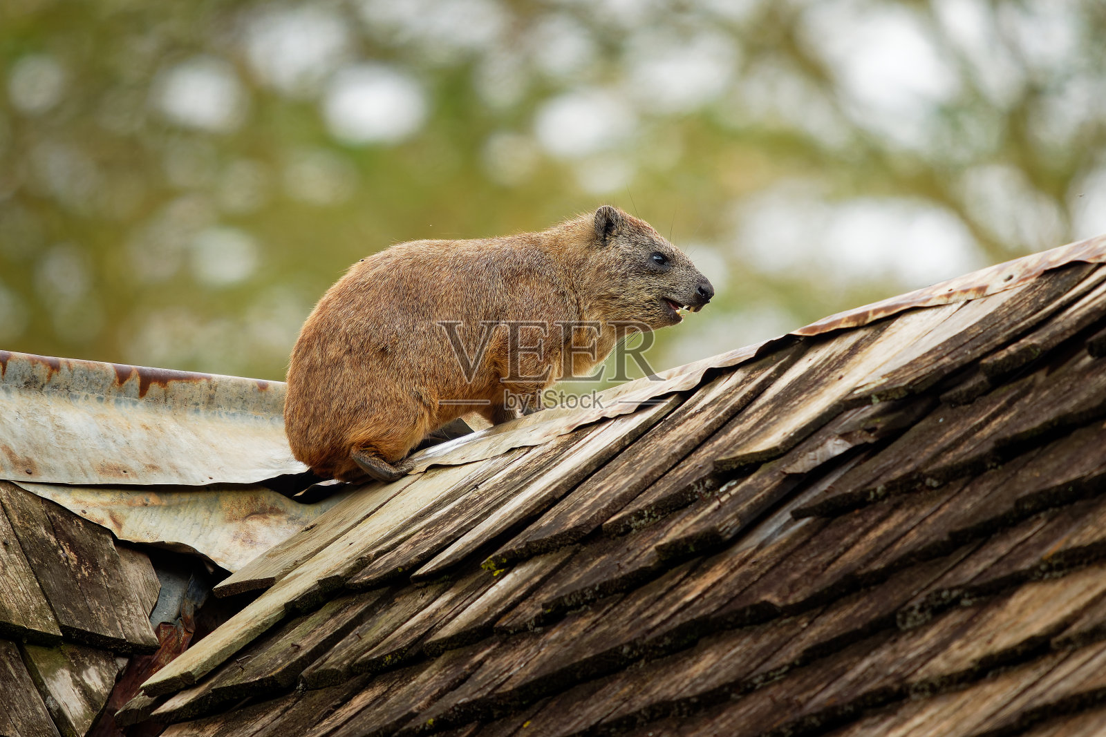 岩兔-岩兔又称岩兔，中型陆生哺乳动物，目岩兔属，两个在营地屋顶上的成虫。照片摄影图片