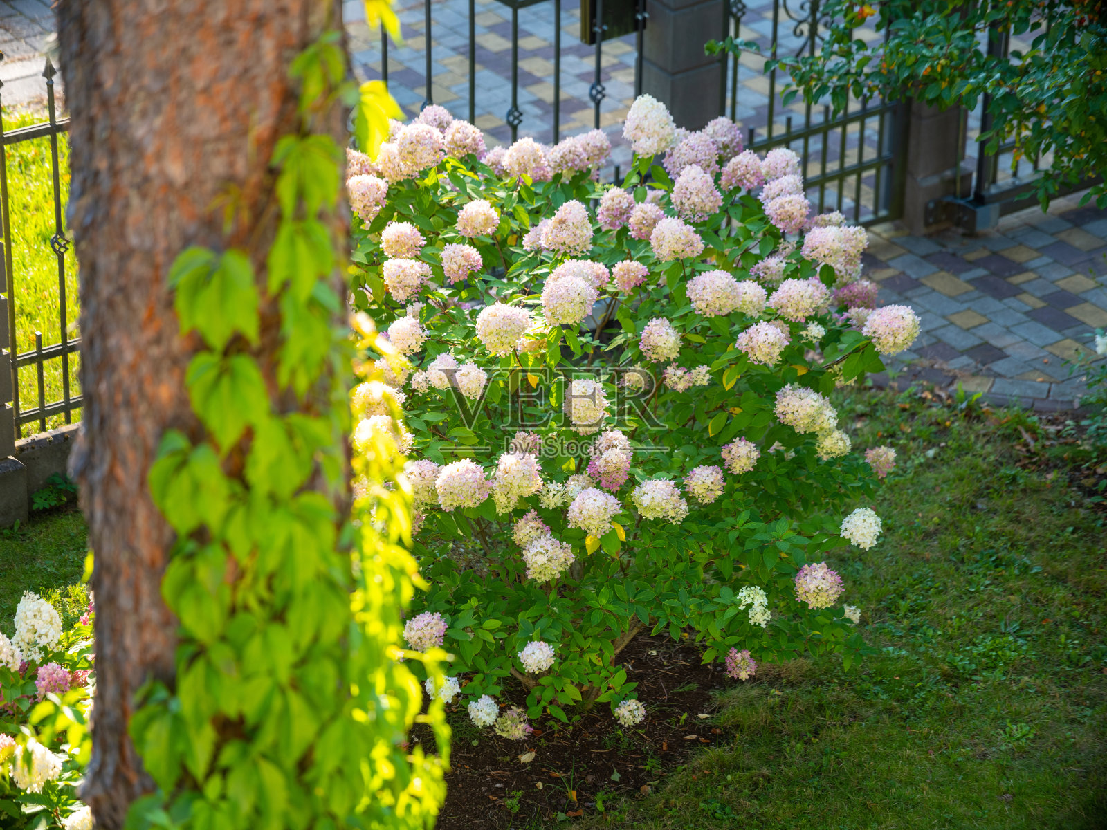 一丛开花的绣球花。私人花园中美丽的花朵。照片摄影图片