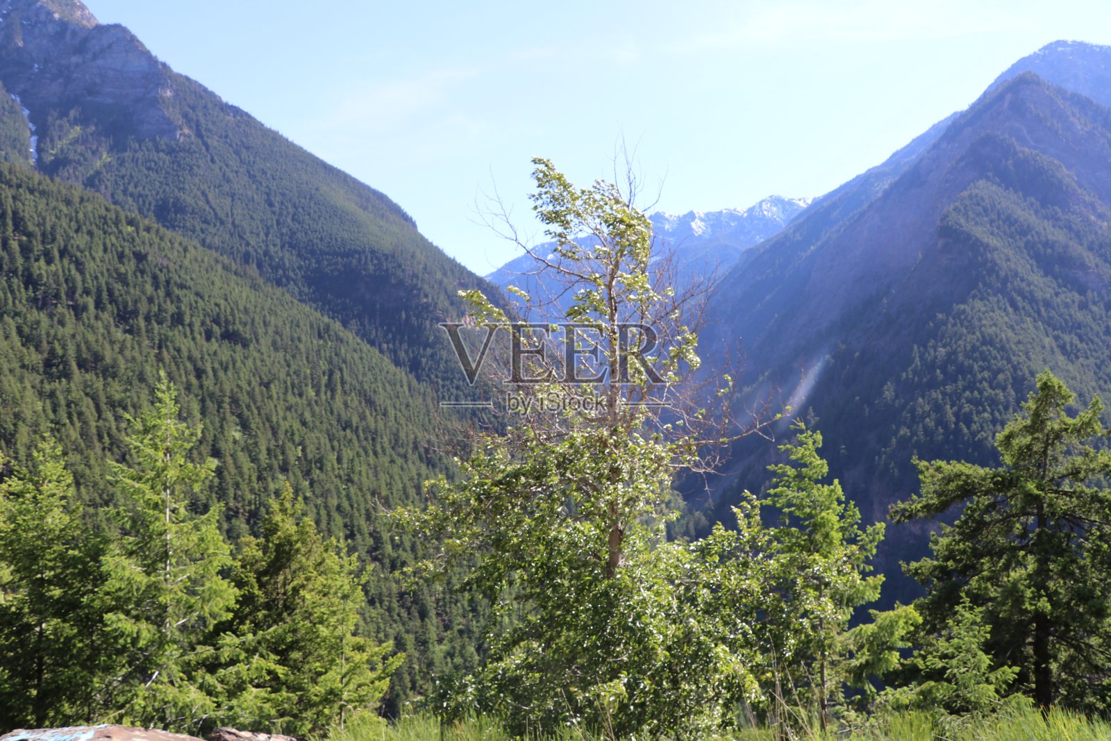 穿越加拿大不列颠哥伦比亚省班夫和贾斯珀国家公园的美妙公路之旅。温哥华精彩的一天。加拿大的自然景色真美，有这么多的动物和山脉。照片摄影图片