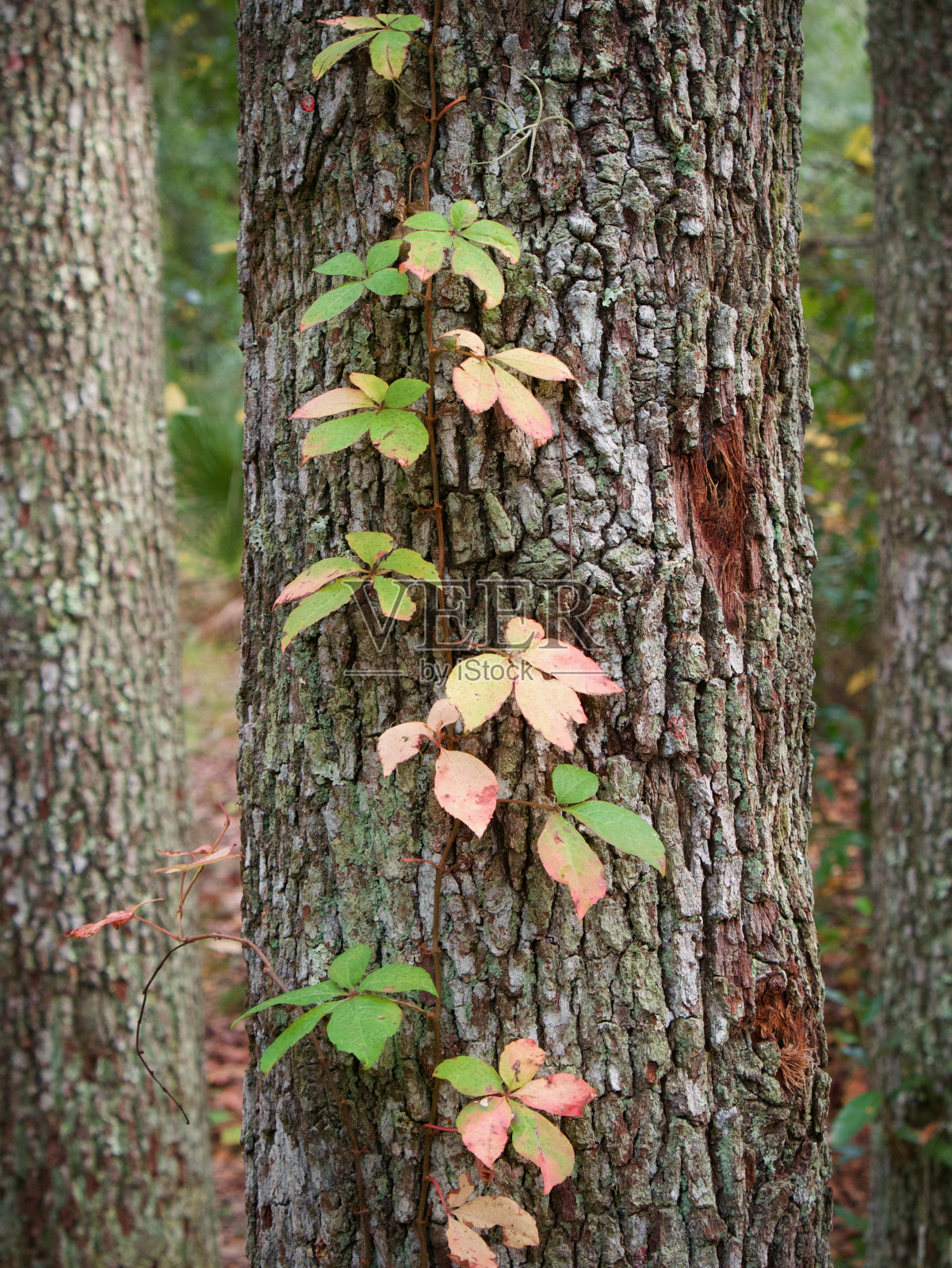 长在橡树上的藤蔓照片摄影图片