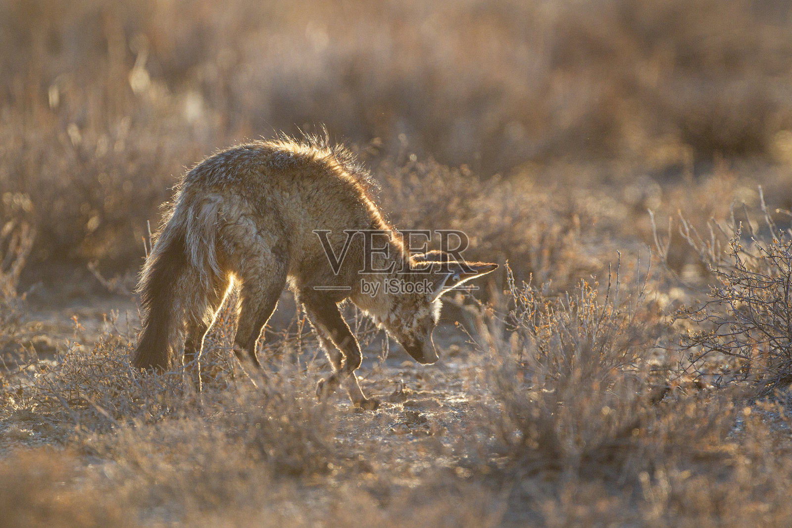 南非Kgalagadi，在晨光中狩猎的蝙蝠耳狐狸照片摄影图片