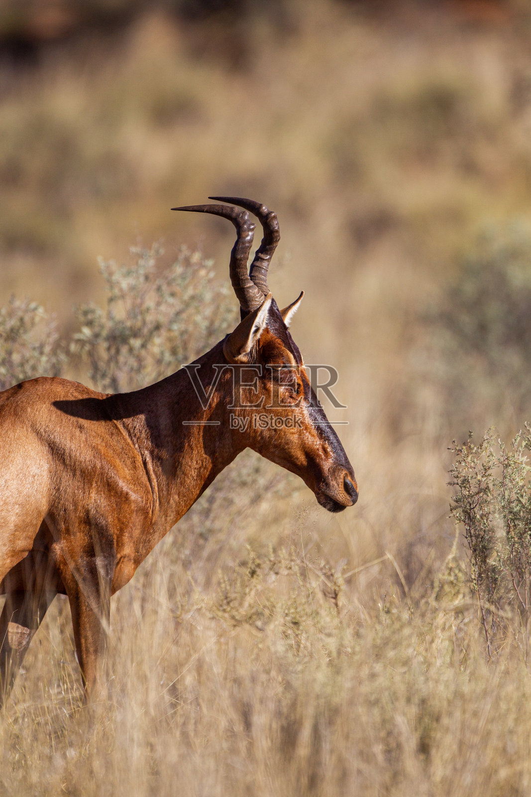 南非喀拉哈里沙漠，一只红色的哈特羚正在草丛中行走照片摄影图片