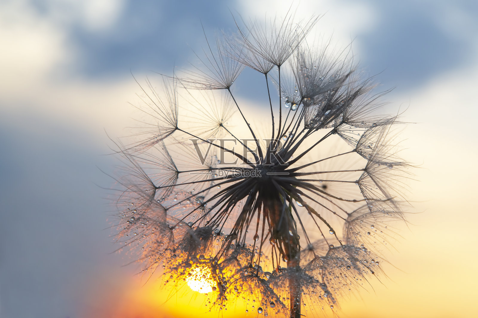 蒲公英的剪影映在落日的天空上。花的自然和植物学照片摄影图片