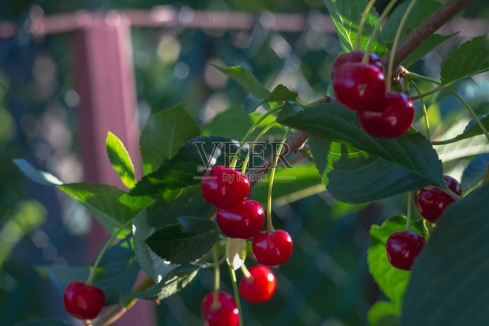 夏天，果园里的樱桃在树枝上成熟照片摄影图片