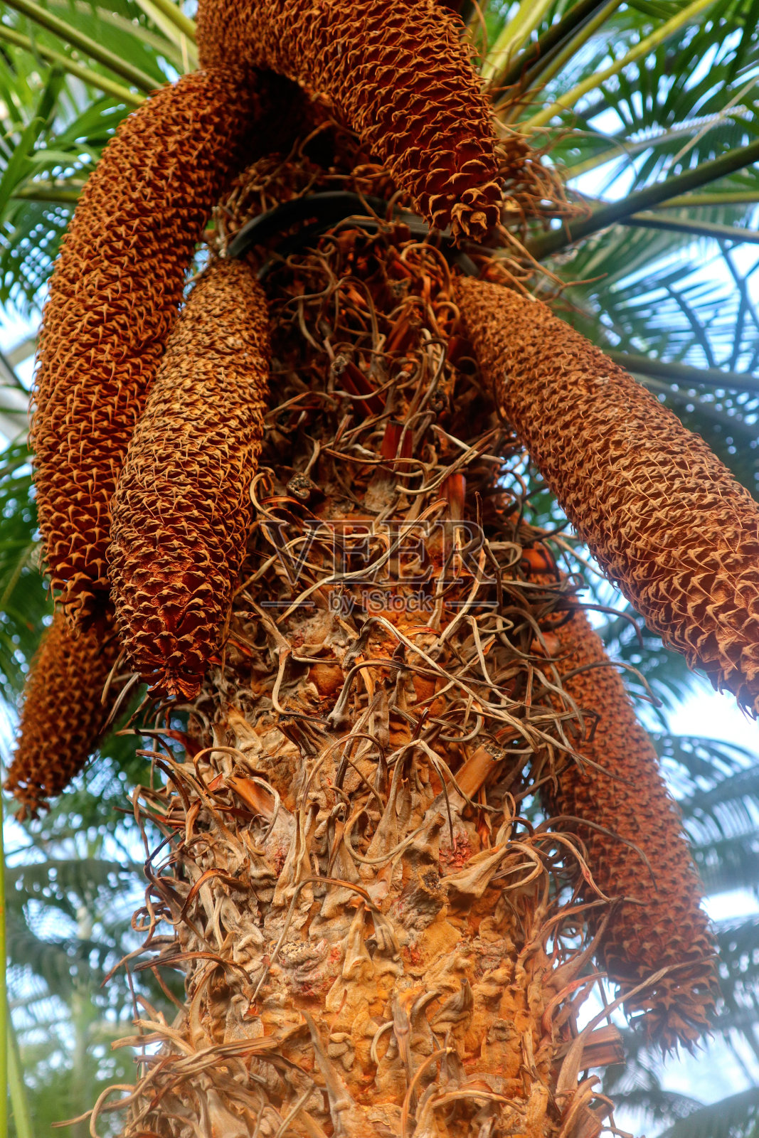 苏铁的花在植物园开花。照片摄影图片