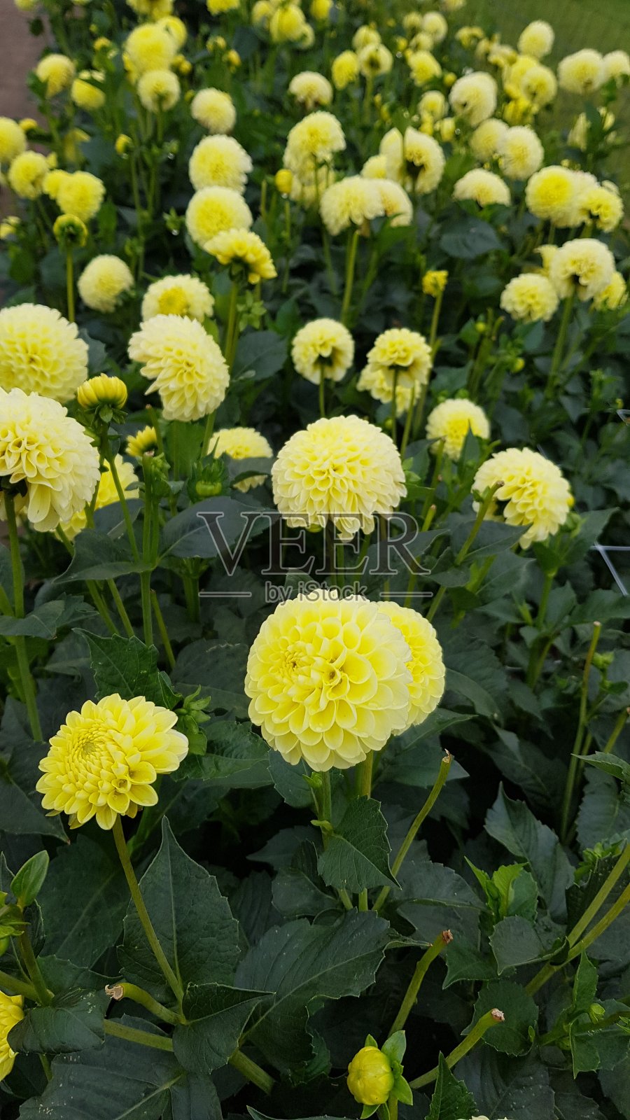 黄色大丽花的田野照片摄影图片