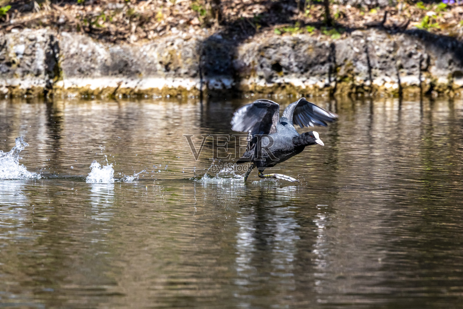 欧亚白骨顶，富丽卡特拉在水里互相追逐照片摄影图片
