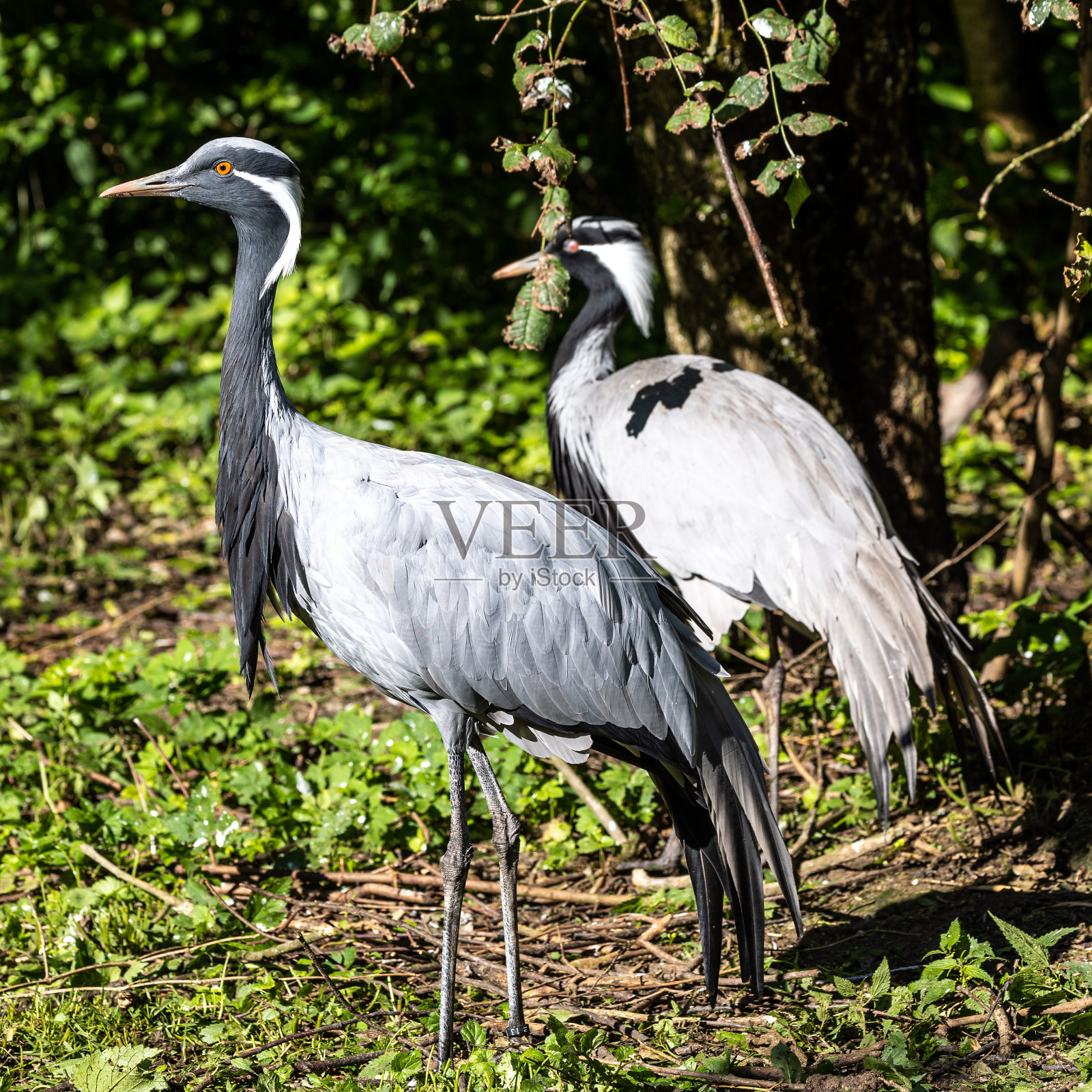 白天里，白天里的鹤、处女座类人猿生活在翠绿的草地上照片摄影图片