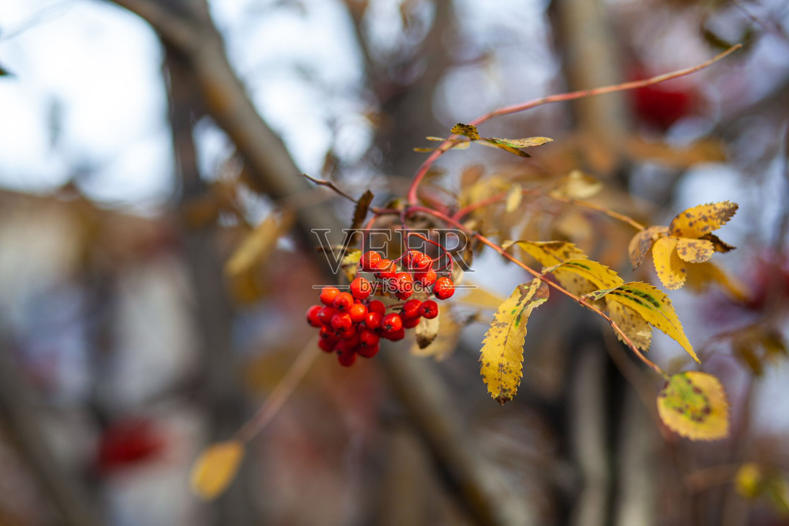 山灰树枝上的浆果在模糊的秋天背景上是红色的照片摄影图片