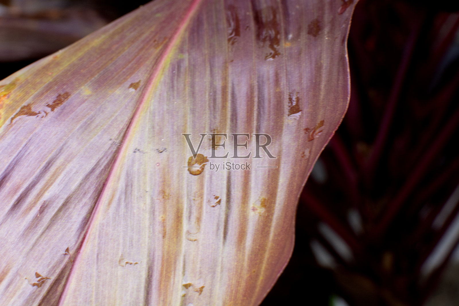 紫堇的明亮的红色叶子，粉红色的冬虫夏草叶子，冬虫夏草，一种热带植物的长，明亮，紫色和粉红色的叶子。Cordyline后花照片摄影图片