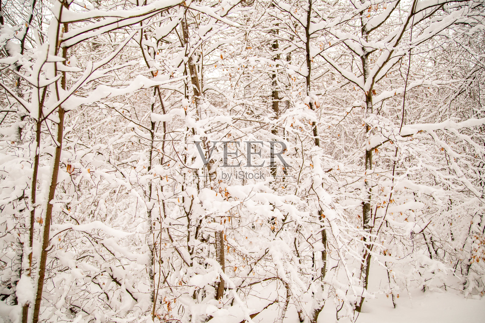 森林里下了很多新雪照片摄影图片