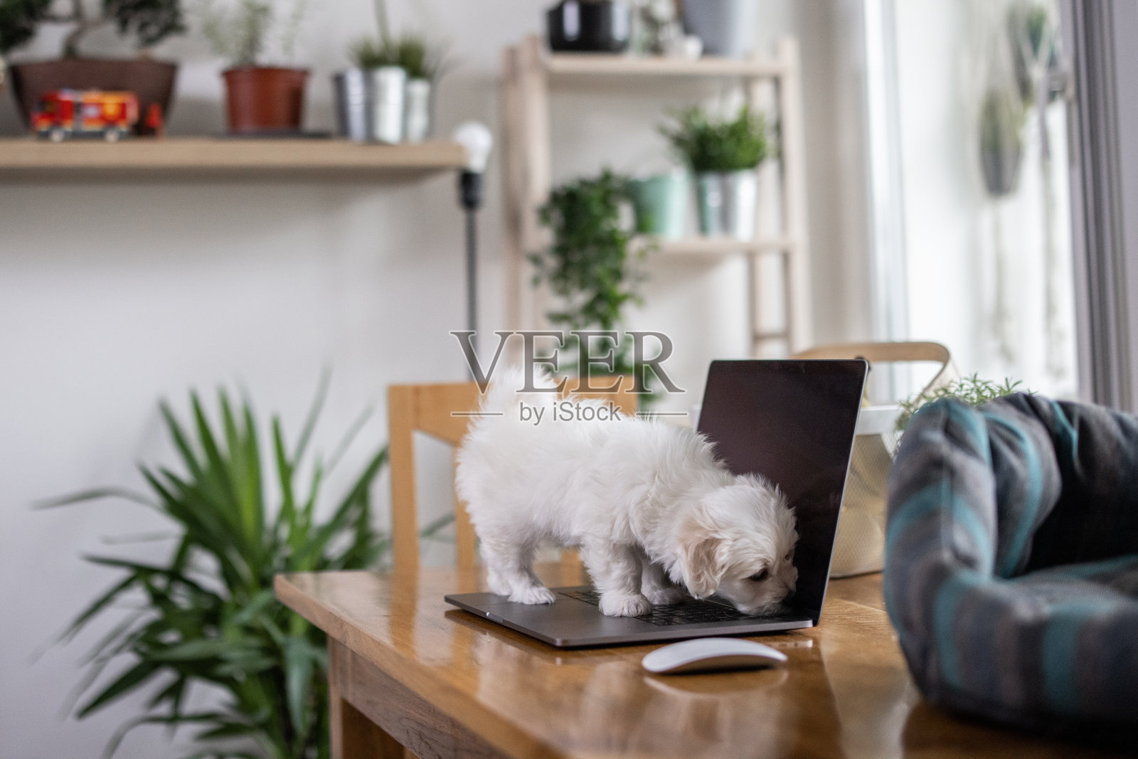 好奇的比熊站在笔记本电脑上探索照片摄影图片