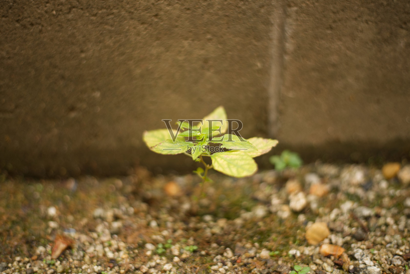 发芽照片摄影图片