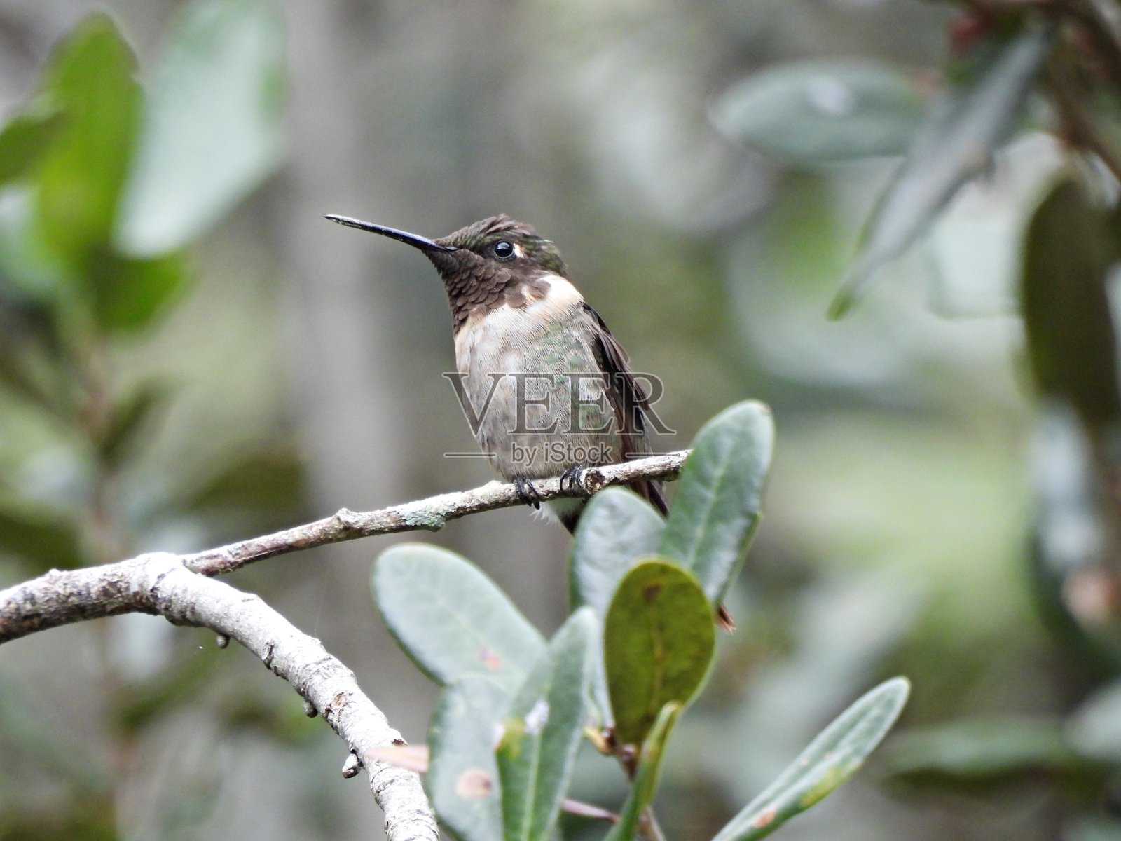 雄性红喉蜂鸟栖息在树枝上照片摄影图片