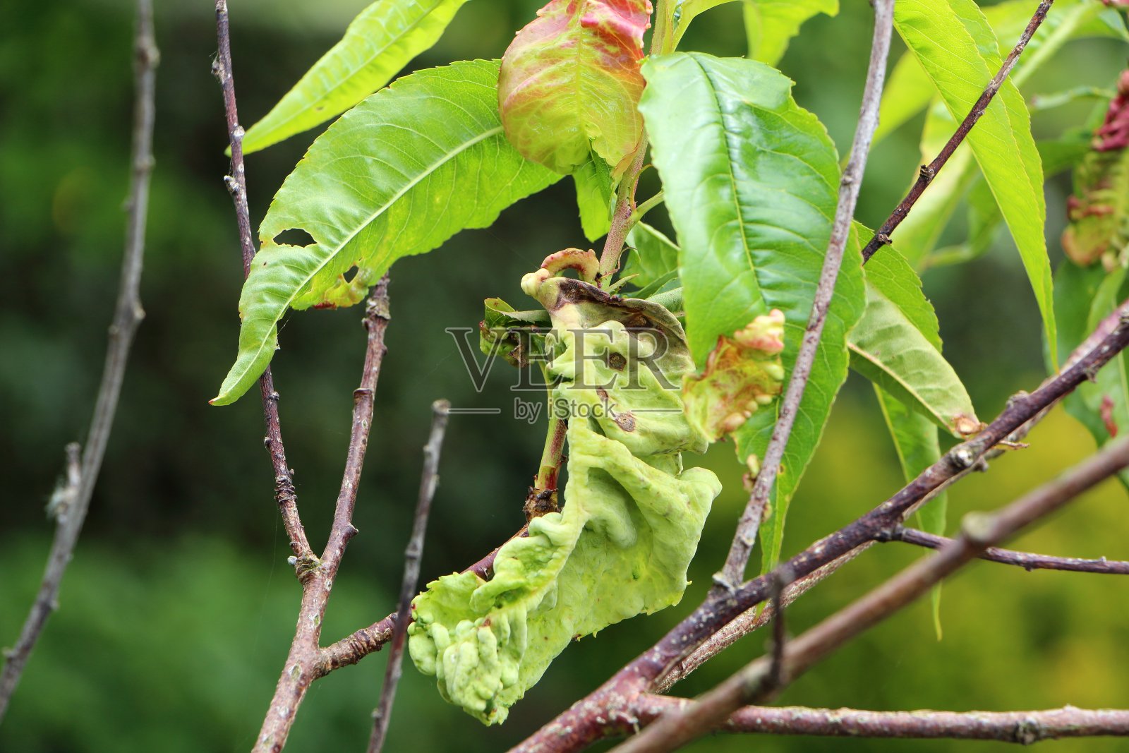 有卷叶的桃树枝照片摄影图片