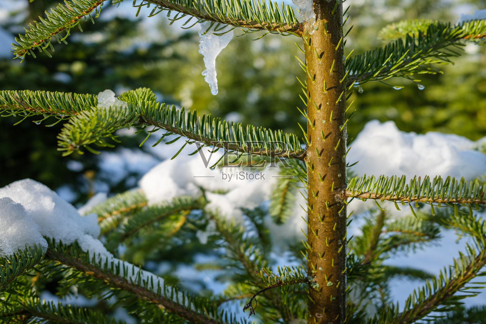 冬天从一棵小冷杉树上长出的新针叶。阳光明媚的日子里，树枝上覆盖着雪和冰。特写微距镜头，水平格式。照片摄影图片