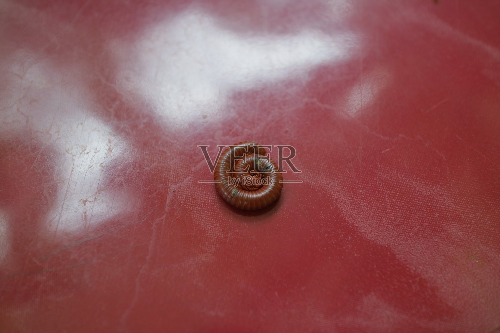 红色地板照片上的千足虫照片摄影图片