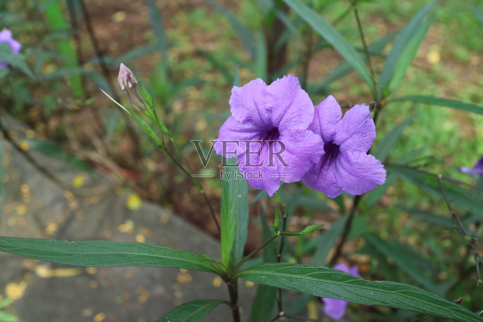 在一张花园照片中，紫色的花名叫Ruellia simplex照片摄影图片