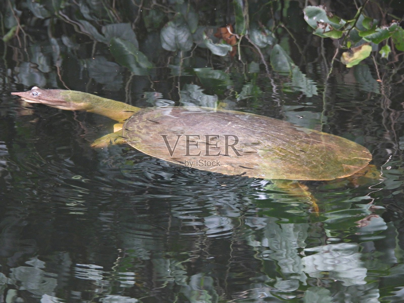 佛罗里达软壳龟(Apalone ferox)在湿地中游泳照片摄影图片