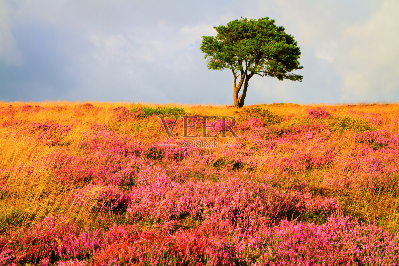 在萨默塞特郡的Quantock山，紫色的石南花田和一棵树照片摄影图片