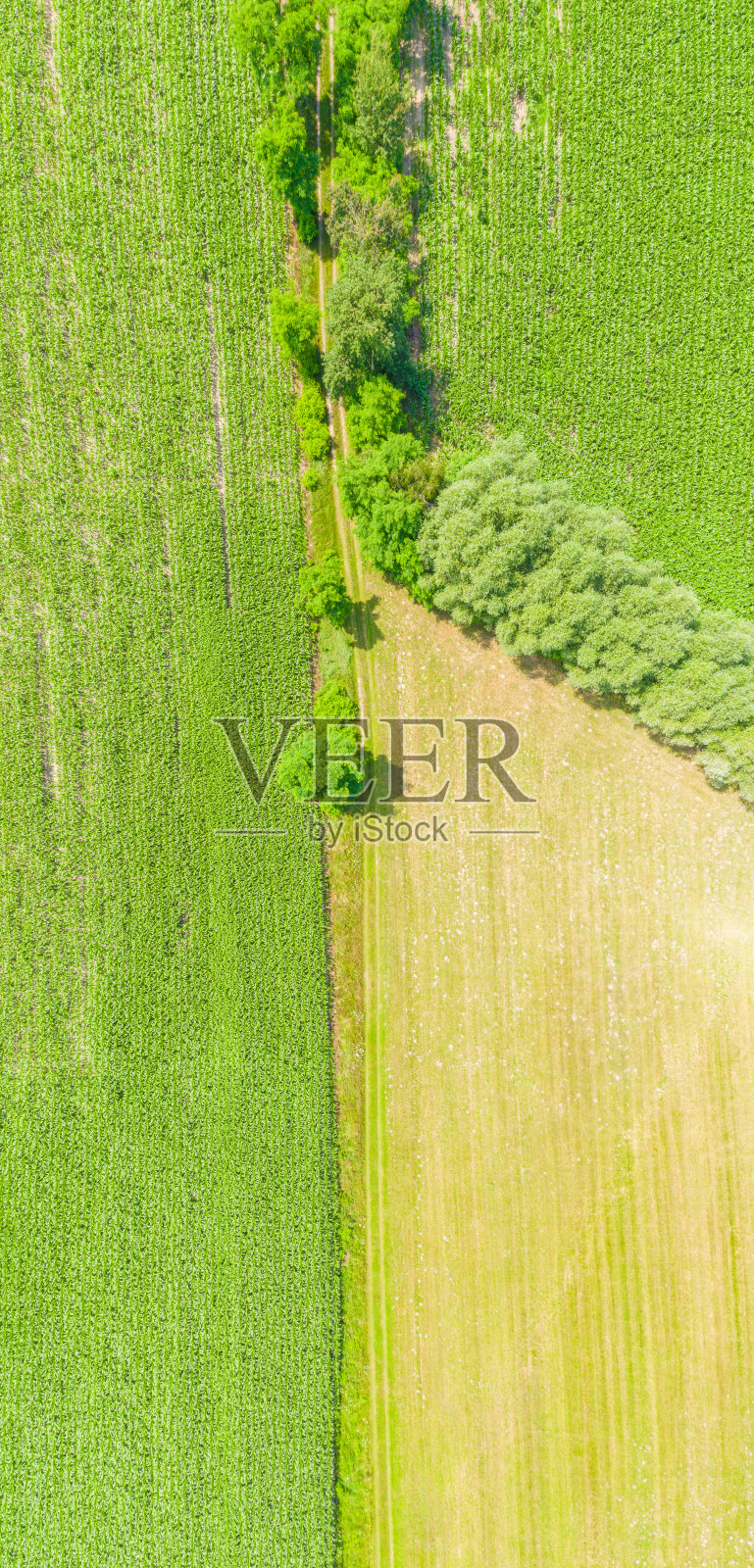 鸟瞰图的夏季景观与绿色农田照片摄影图片